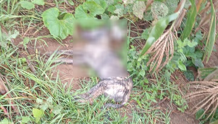 Envenenan a mas de 60 perros en Chiapas