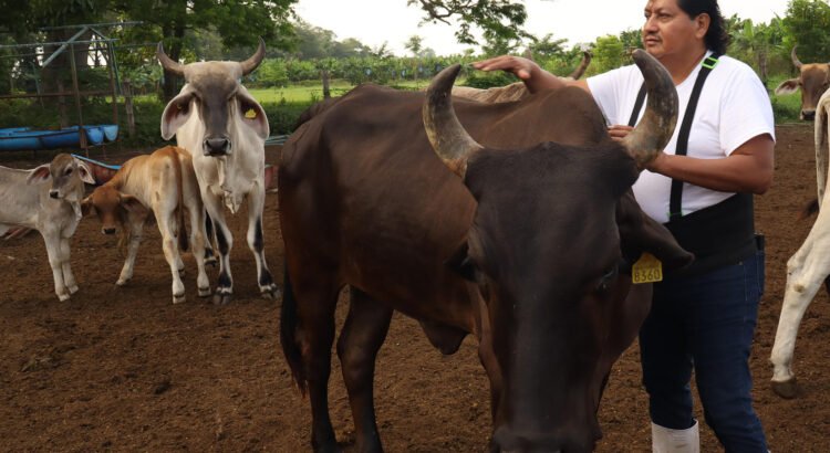 Ganado ingresará por Puerto Chiapas para mayor control por gusano barrenador