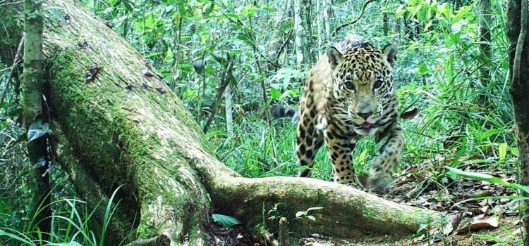 Semarnat fortalece la conservación y restauración de la Selva Lacandona junto a comunidades y gobierno de Chiapas