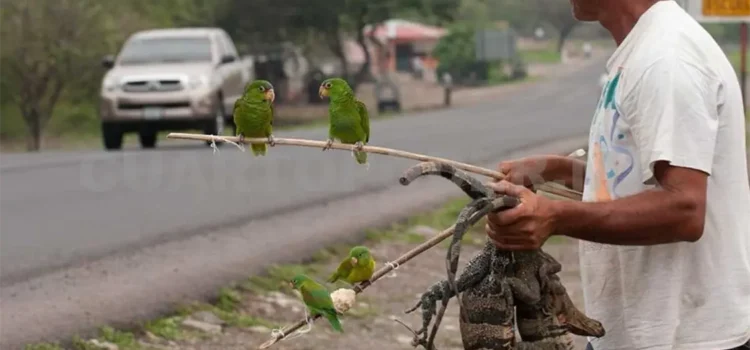 Chiapas se consolida como un punto crítico en el tráfico ilegal de fauna silvestre