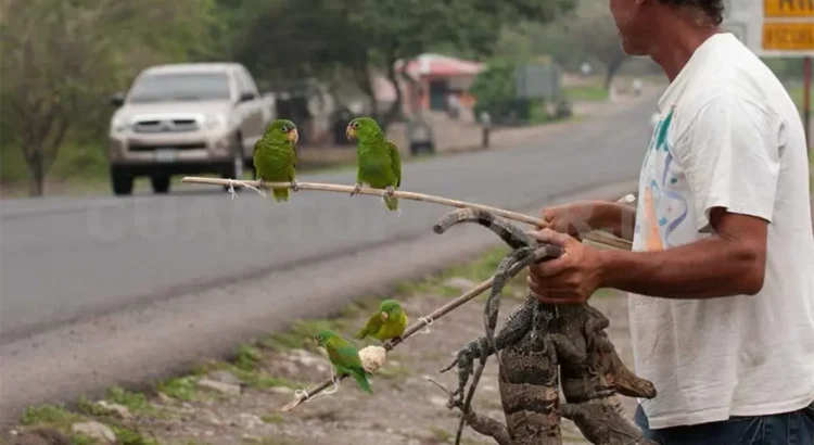 Chiapas se consolida como un punto crítico en el tráfico ilegal de fauna silvestre