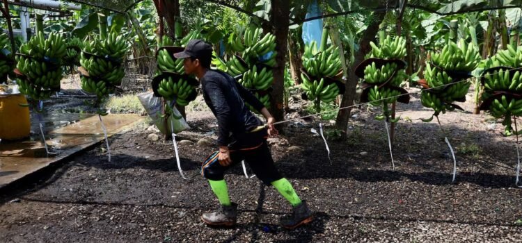 Migrantes guatemaltecos denuncian explotación en fincas de Chiapas Migrantes guatemaltecos denuncian explotación en fincas de Chiapas