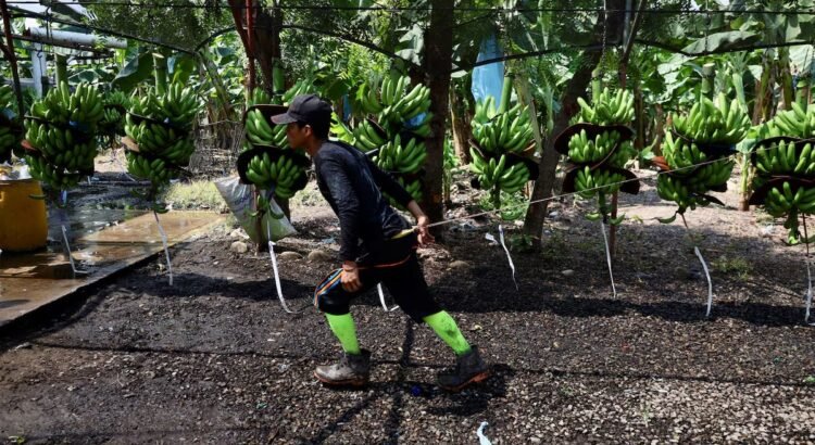 Migrantes guatemaltecos denuncian explotación en fincas de Chiapas Migrantes guatemaltecos denuncian explotación en fincas de Chiapas
