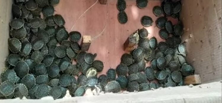 En Chiapas detienen a un hombre que transportaba a más de 3 mil tortugas de manera clandestina
