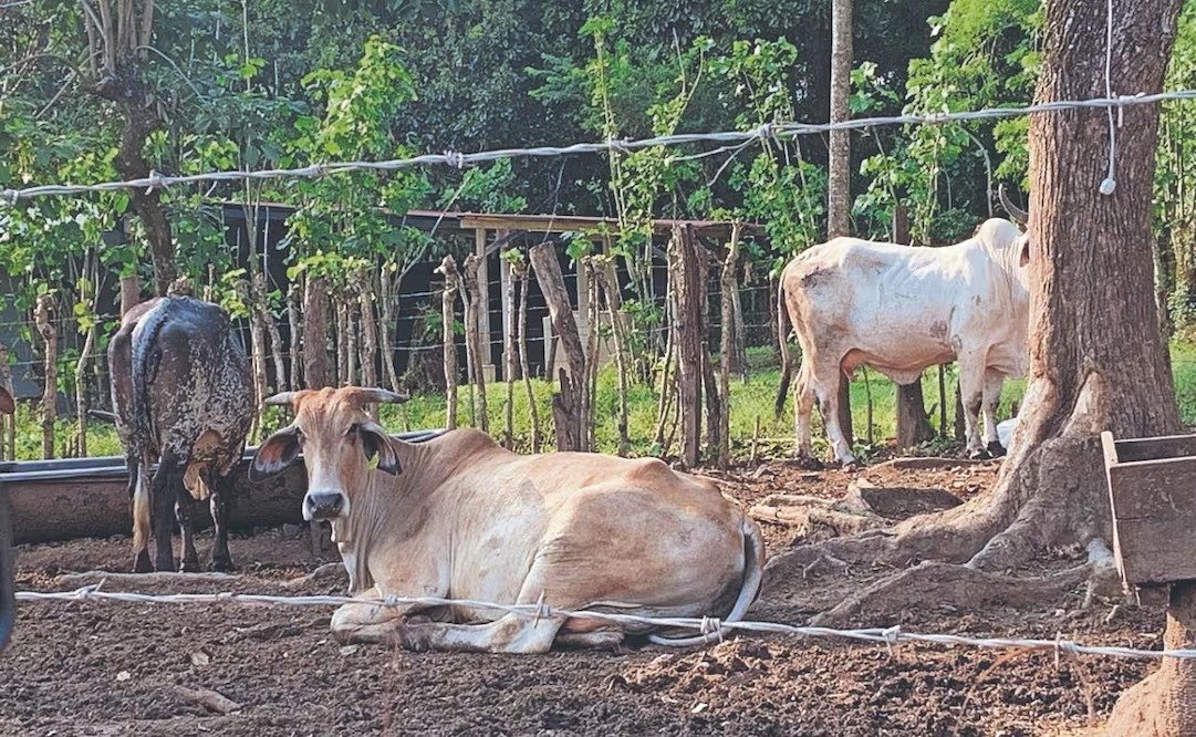 Chiapas lidera casos de miasis en México durante 2026