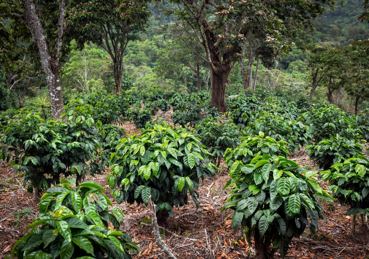 Chiapas concentra 6.6% de la superficie agrícola del país