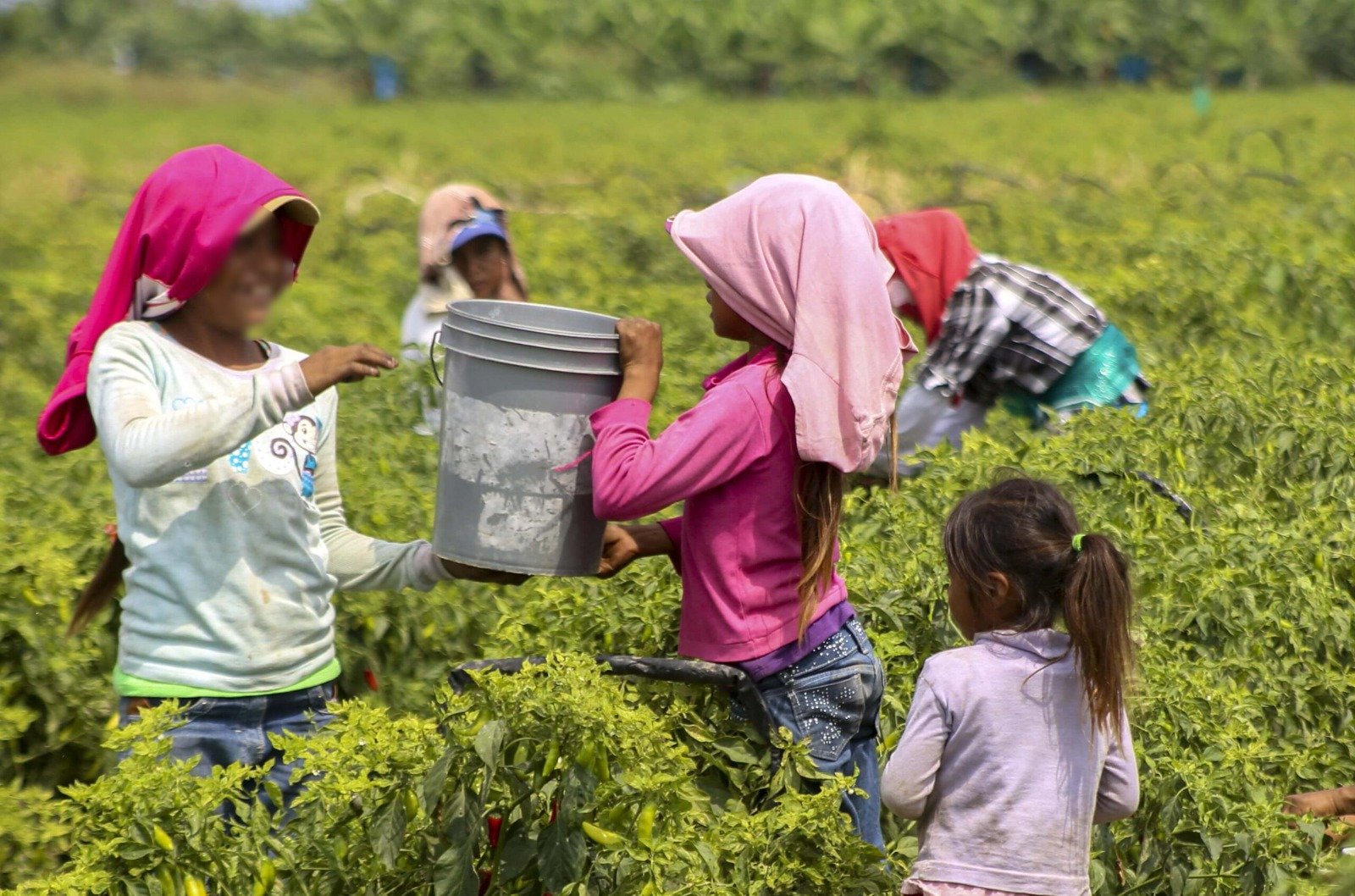 Chiapas registra una de las tasas más altas de trabajo infantil en México